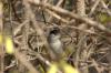 Ptačiska-152 - Pěnice hnědokřídlá
