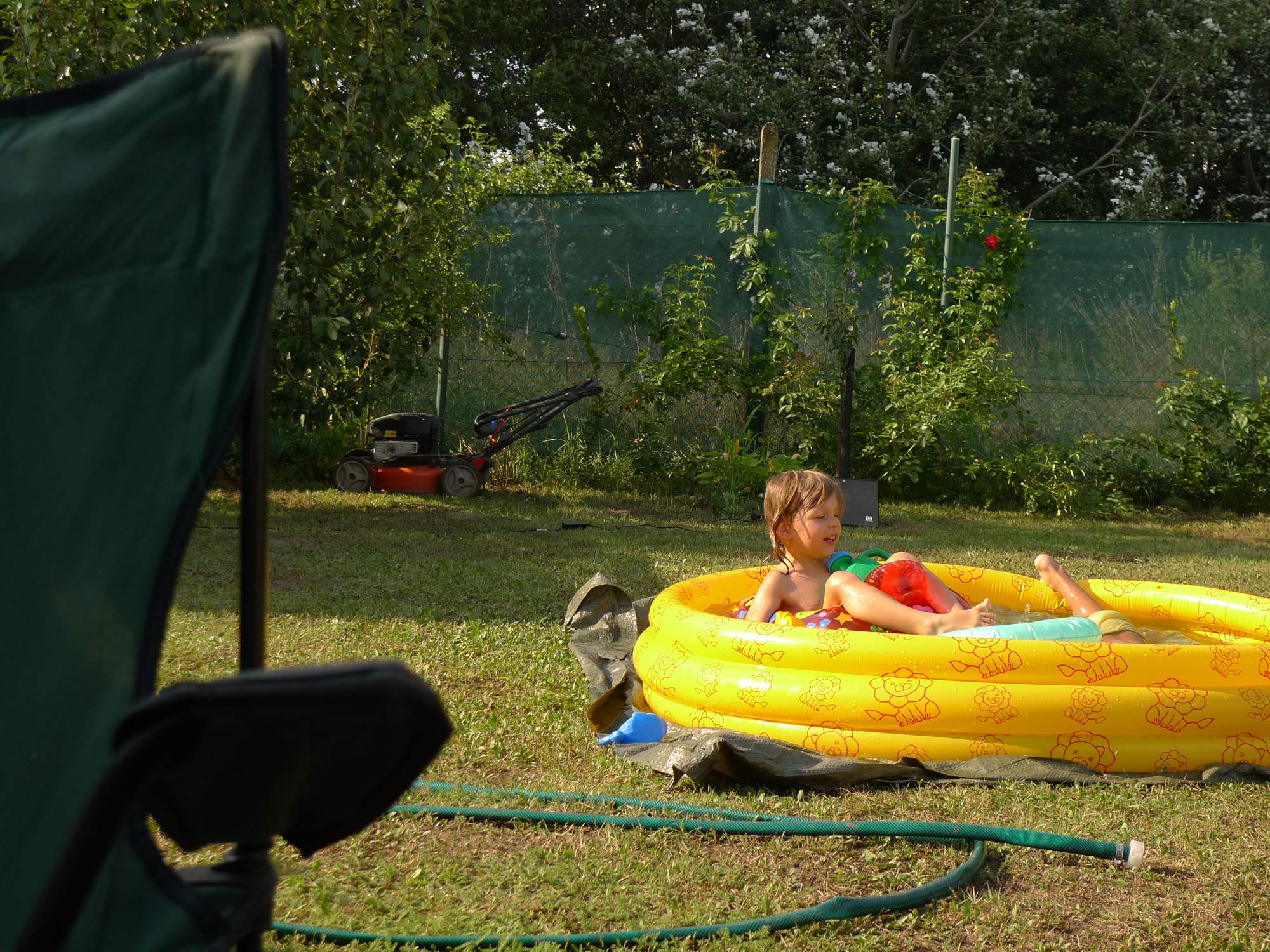 Backyard rajče idnes 