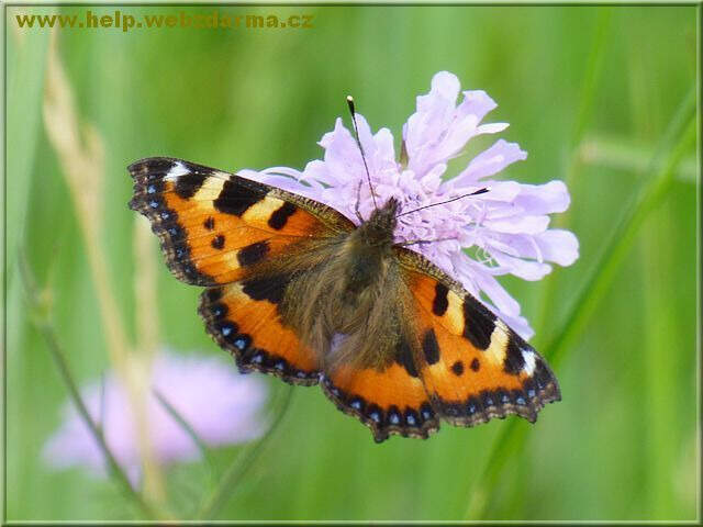 motyl