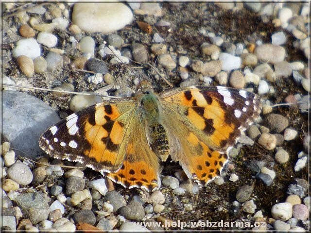 motyl