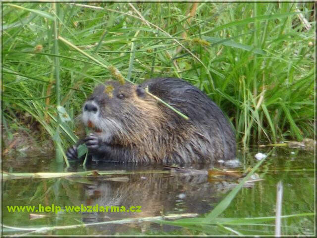 nutria
