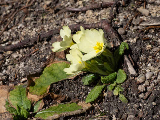 Prvosienka bezbyľová - Primula acaulis (L.) L. (prvosenka bezlodyžná)
