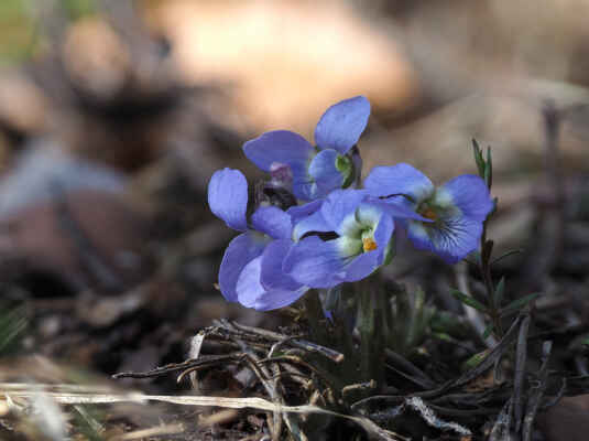 Fialka kopcová - Viola collina Besser (violka chlumní)