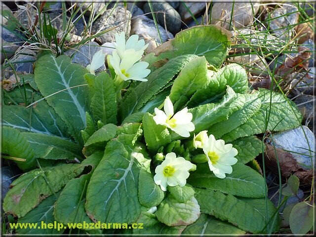 primula