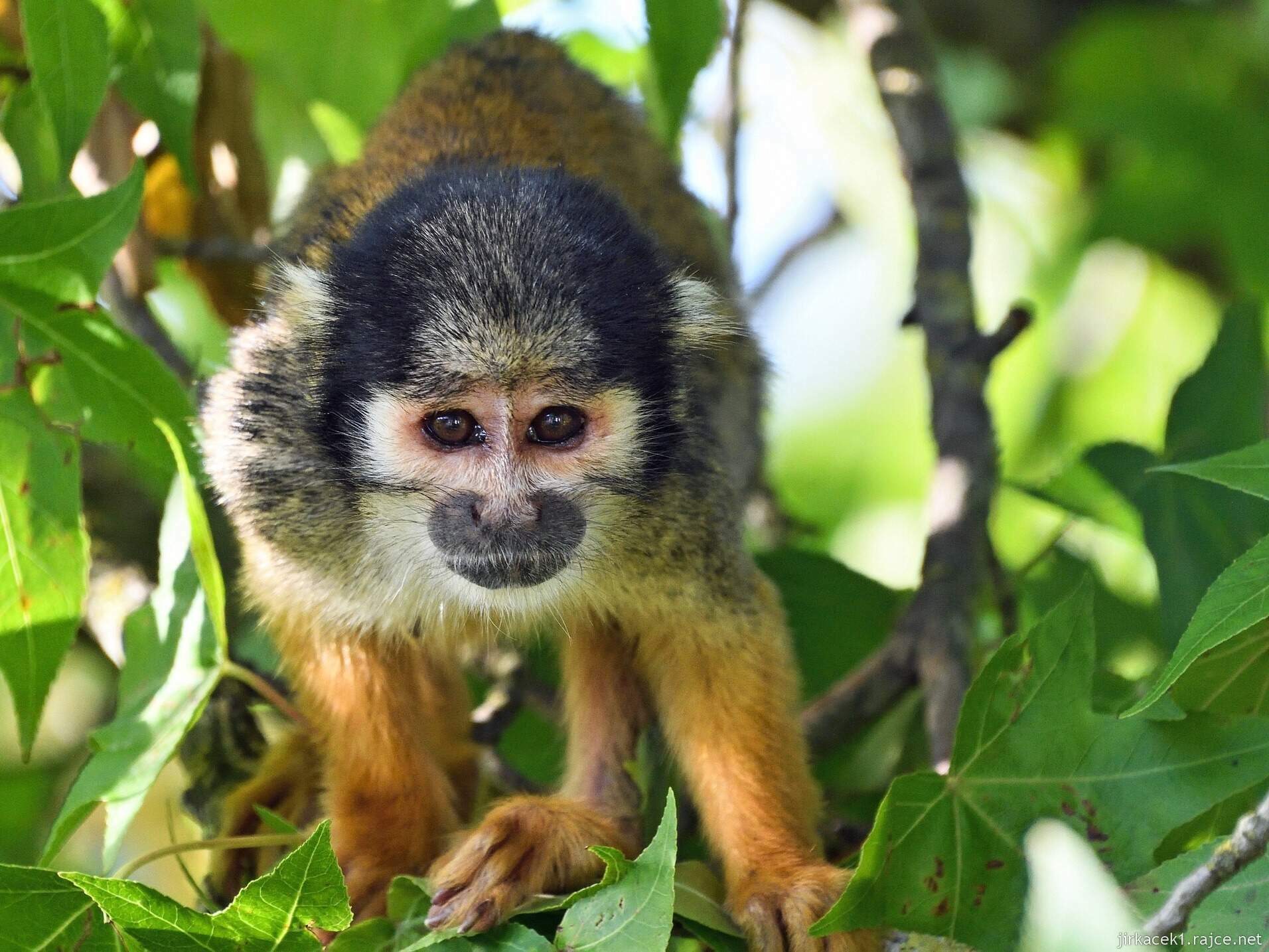 Peru - opice v pralese