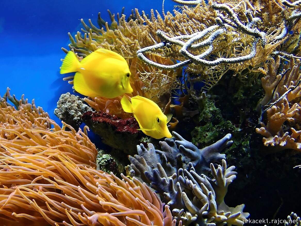 Austrálie - Velký bariérový útes - ilustrační foto