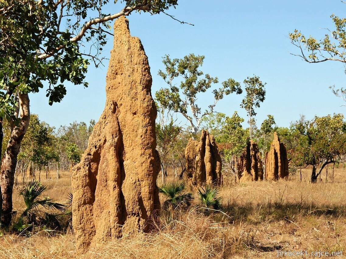 Austrálie - termitiště v džungli - ilustrační foto