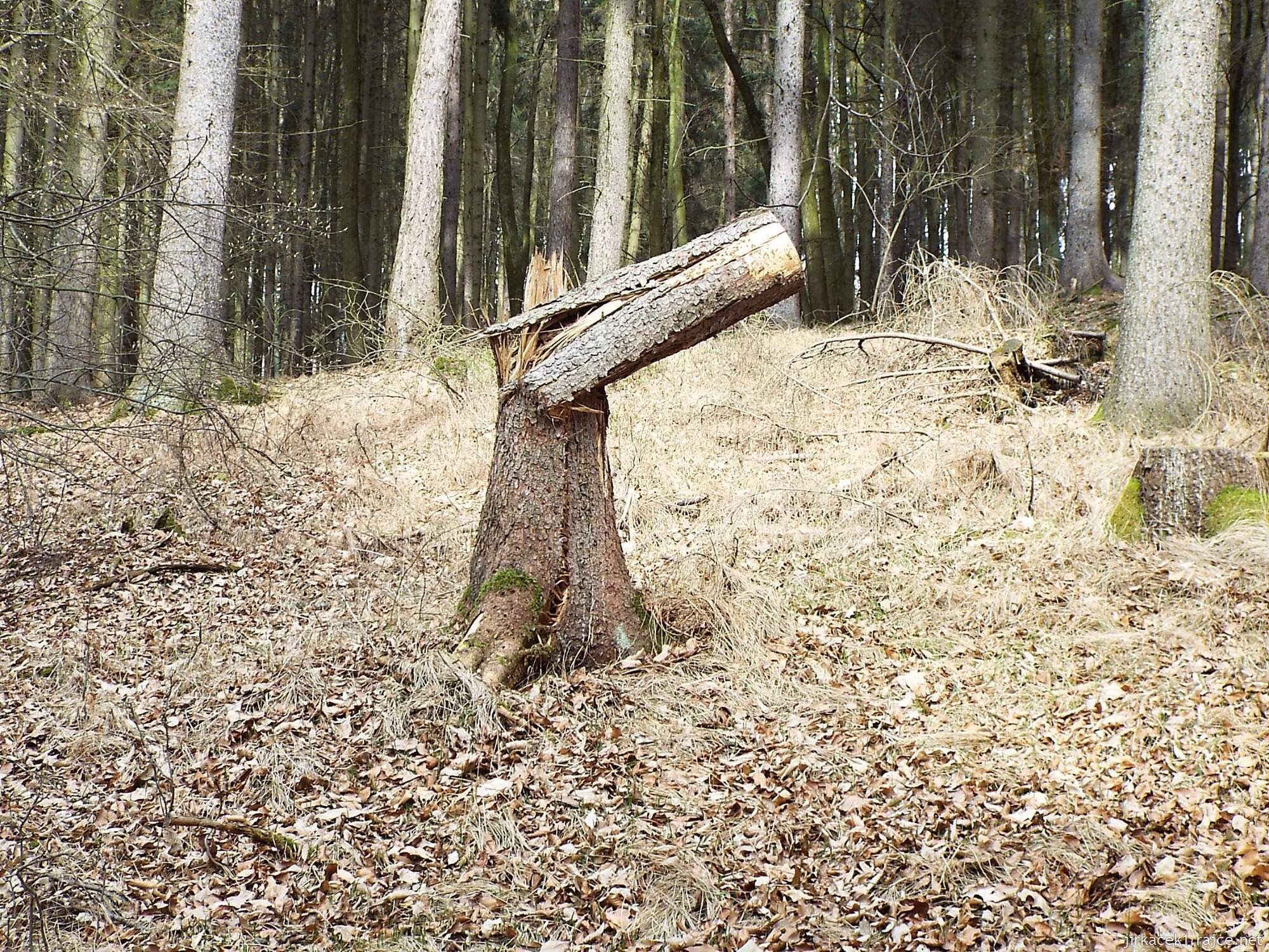C - cesta od Chrámu přátelství do Nových Mlýnů 09 - kmen jako závora
