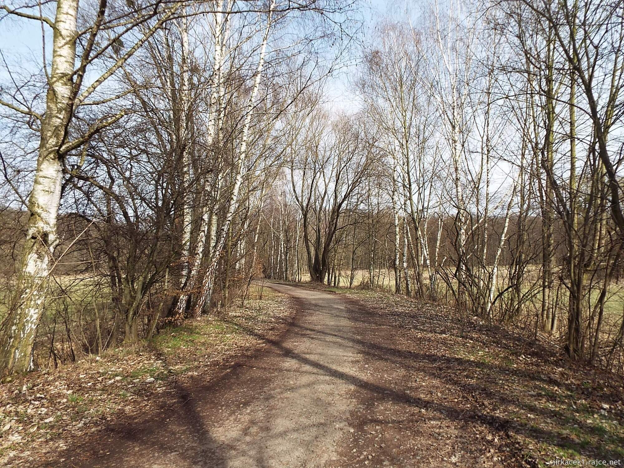 D - cesta z Nových Mlýnů k Obelisku 25 - po žluté k Obelisku - březová alej