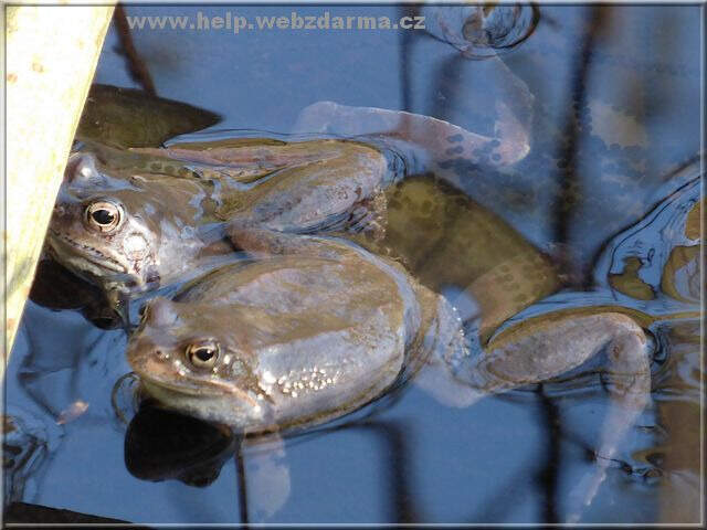 salamandra